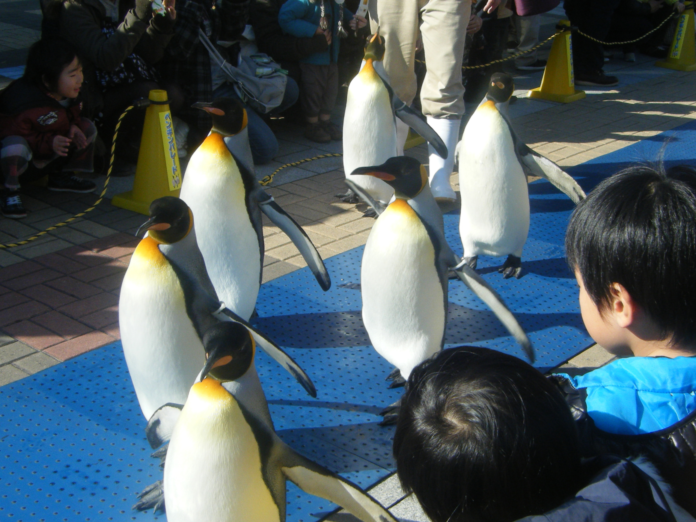 Photopea/CANVAの作品一覧へ